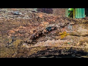 Inside a Modern Sawmill ‼️ The Technology Behind Precision Cutting