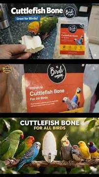 Cuttlefish Bone For Birds | Benefits | How to use | Side effects and More