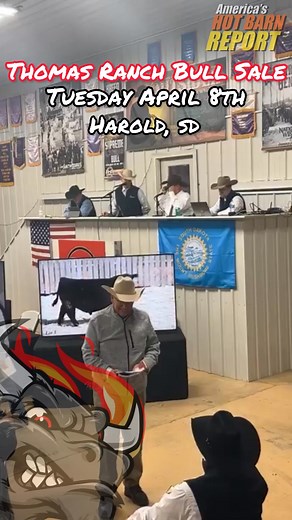 Wow! It’s a HOT barn on the Thomas Ranch today. Sale is live now check it out on CCI.live. Charolais are up soon! | Hot Barn Report
