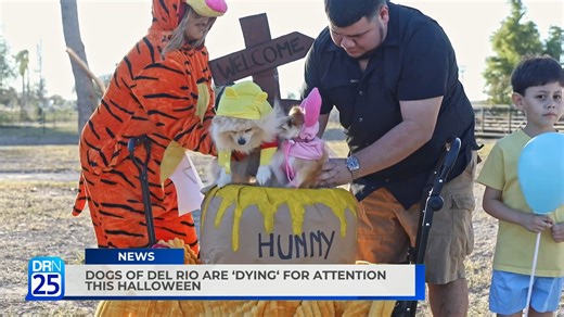 15K views · 268 reactions | On Tuesday, a dog costume contest at...