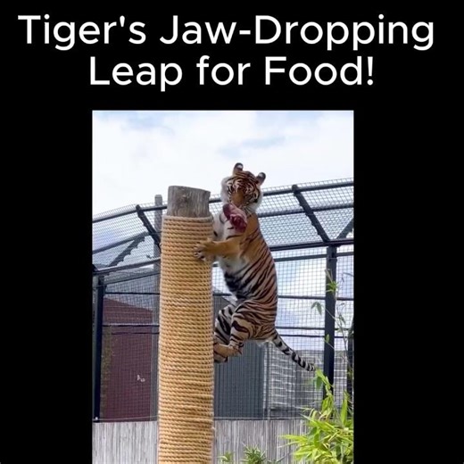Witness a Tiger's Incredible Meat Catching Jump!
