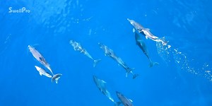 7.7K views · 46 reactions | 2018, we shared memories with you guys by SplashDrone 3. 2018, we brought the little guy Spry - the action sports waterproof drone to the real world. | Swellpro | Facebook