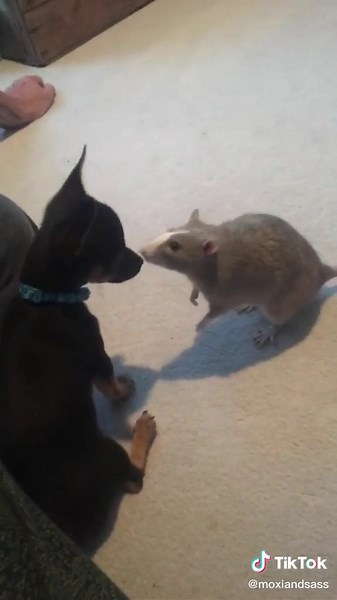 Chihuahua vs Rats: Who Will Emerge Victorious?