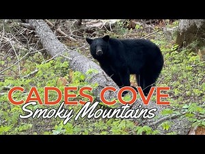 Discovering The Beauty Of Cade's Cove In The Smoky Mountain National Park