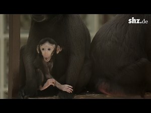 Affenbaby Boroko: So süß ist der Schopfmakakennachwuchs im Tierpark Gettorf