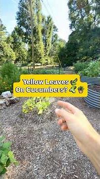 Yellow Leaves on Cucumbers? #gardening #growyourownfood #vegetablegarden
