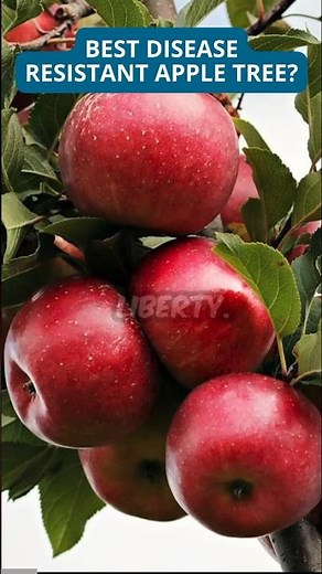 Best Disease Resistant Apple?🍎 #apple #fruittrees #garden #gardening #organic