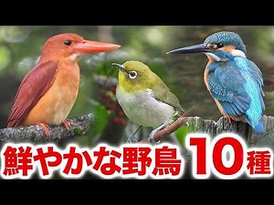 自然ってすごい…鮮やかすぎる野鳥の世界！