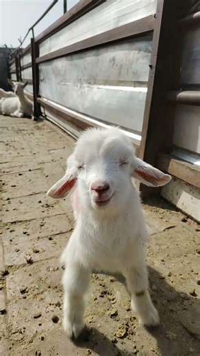 Sleepy Baby Lamb Nodding Off – Too Cute to Handle 🐑😴 #cutefarmanimal #animals #cute