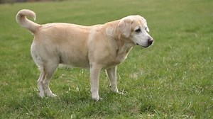 Dog Running Towards Camera Labrador Breed Stock Footage Video (100% Royalty-free) 29567335 | Shutterstock