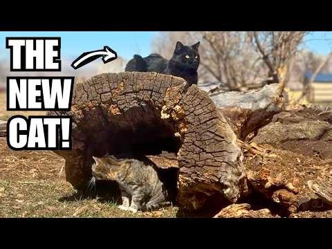 This stray cat Moved right in! He LOVES the dog :) ~ Name reveal