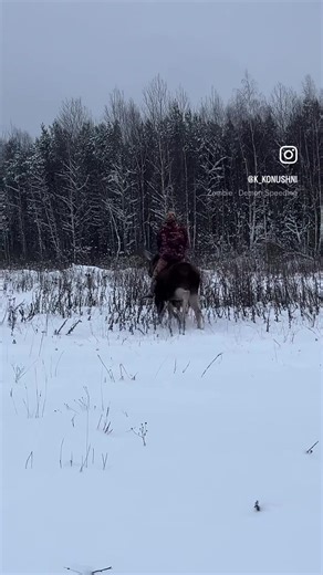 If raising and riding a moose were legal in Colorado, I would be adding this to my bucket list. I mean, what could go wrong? 🤣 | West Elk Equine