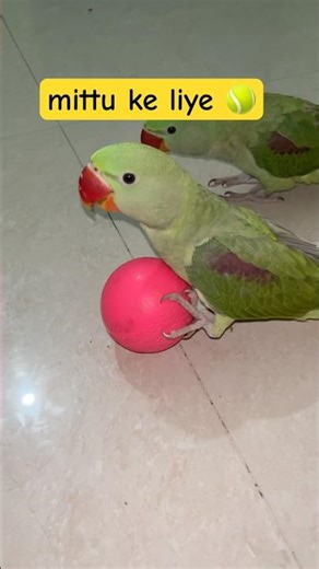 mittu ke liye ball laye hai || mittu gussa kar raha hai #talkingparrot #funnyparrot #petbird