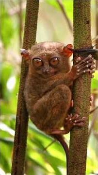 World smallest monkey 🐒😱😳