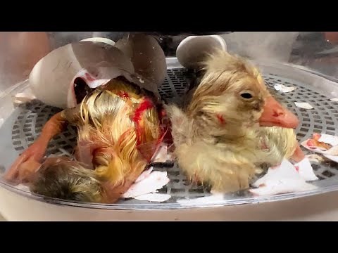 It's Goose Hatching Day!