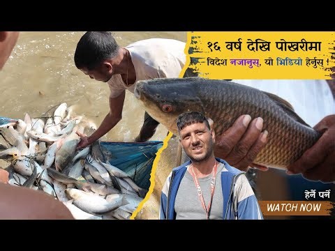 Fish Farming in Nepal: देव शर्माको १६ वर्षे यात्रा र सफलताको सुत्र