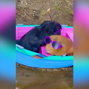 We’re trying to live like these guinea pigs this summer 😎 Check out more trending stories on ITK: https://bit.ly/39pSMAR | In The Know