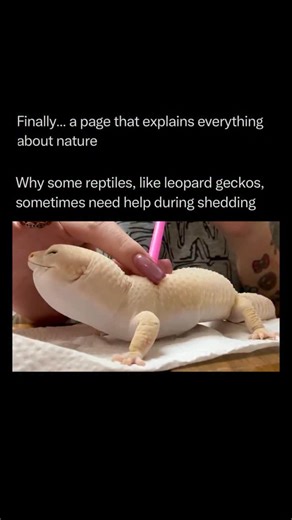 Nature Animals Plants Geography on Instagram: "Follow @explainingthewild for the best nature, animal, planet, and geography content 🧠⚙️ Leopard geckos undergo a process called “ecdysis,” where they shed their old skin to allow for growth. Unlike mammals that shed skin in tiny flakes, reptiles shed in large patches or one single piece. This process is driven by the formation of a “separation layer” of fluid between the old and new skin. If the environment lacks proper humidity, this fluid can dr