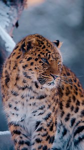 45K views · 3.2K reactions | Each Amur leopard has a unique spot pattern — even in winter coats — like a snow-covered fingerprint ❄️ #AmurLeopard #WildIdentity #BigCats #ProtectWildlife | Sondre Eriksen Hensema Photography | Facebook