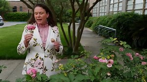 6.5K views · 135 reactions | Thrips can become a problem for roses during the spring and summer seasons. LSU AgCenter horticulturist Heather Kirk-Ballard discusses management options. | LSU AgCenter | Facebook