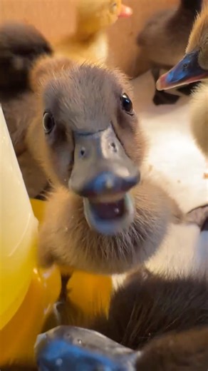 24K views · 2.1K reactions | We just got a new batch of ducklings in the mail from Metzer Farms to help with slug and snail patrol here on the farm. We got a few breeds that are supposed to be really good foragers including Cayugas, Indian Runners and Muscovys. I always get lots of questions whenever I share about ducks and would love to know what you’re curious about. | Floret Flower Farm | Facebook