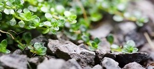 Thyme, the Herb of Courage | DoItYourself.com