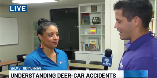 Understanding deer-car accidents and their severity