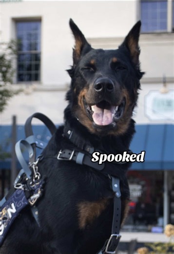 The sound was honestly a lot louder in person but service dogs are still dogs! and they get spooked from time to time honestly i was a little surprised it spooked her 😂 so it looks like we will be working on things falling behind her. #servicedog #beauceron #sdit #fyp #insta360