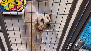 SENIOR SUNDAY time! - Meet Patsy. Patsy is a Soft Coated Wheaten Terrier who is just shy of 11 years old. This friendly lady likes to stand at the front of her kennel with an energetic wag of her tail trying to lure you in for some one-on-one time. Once you are hers, look out … she locks eyes with you and to her, you are the center of her universe – well, you and the amazing scritches she’s receiving! Just like any other lady, she wants nothing more than to be loved, cherished and told how beaut