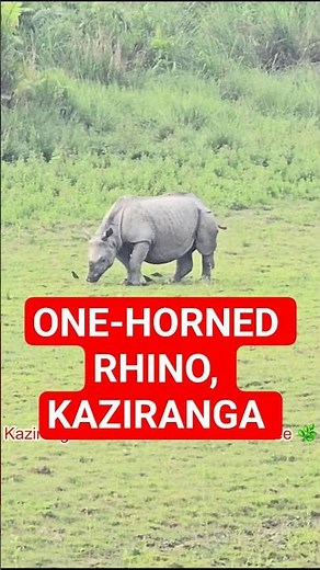 Meet Assam’s Giant 🦏 | Kaziranga National Park | Northeast Assam Vibes #wildlifeparadise #viralvideo