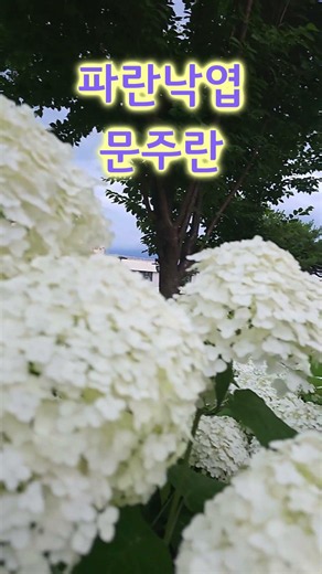 문주란-파란낙엽