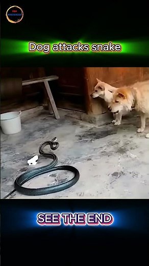 Dog vs Snake Battle – Real Life Heroic Moment!