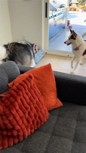 Dogs Playing at Home: Fun Moments with Lily and Friends