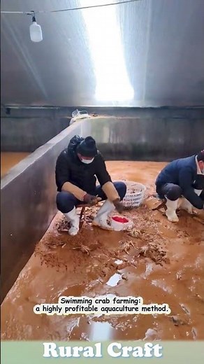 Swimming crab farming: a high-value aquaculture method. #farming #crabs