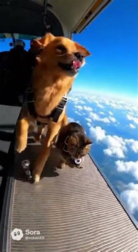 Cat & Dog Jump Out of Airplane ✈️🐱🐶 | Epic Sora 2 AI Skydiving Movie