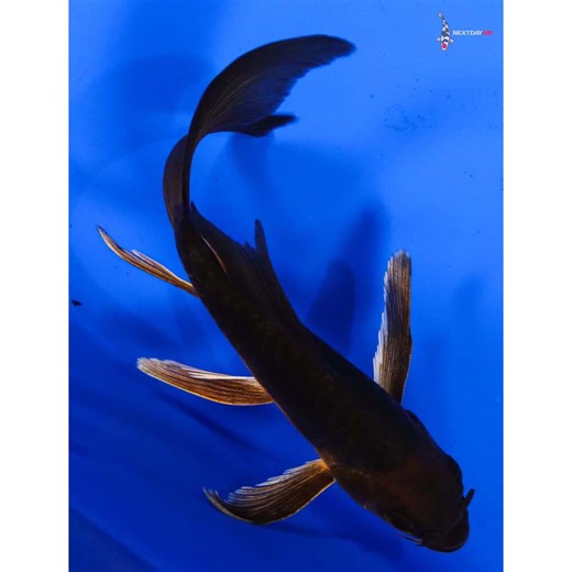 5” Imported Doitsu Chagoi Butterfly Koi | Next Day Koi | Koi Fish For Sale