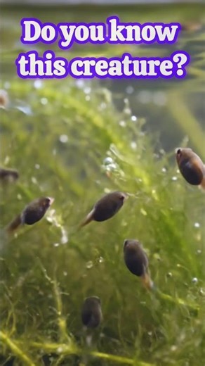 Baby Frog in Action 🐸 | Tadpoles Swimming