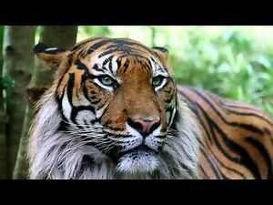 Sandokan original theme song