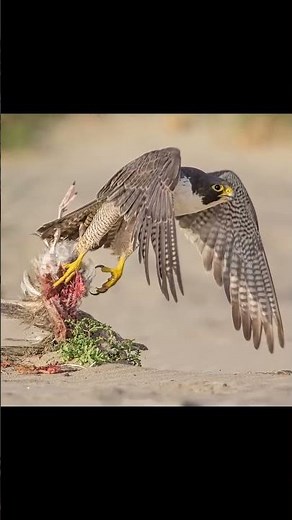 💥How does the Peregrine Falcon hunt?