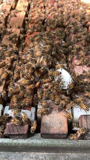 “Queen Bee Release in Newly Built Hive — Amazing Behavior!”