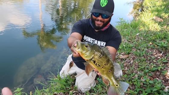 How a creative DIY project became a mini ecosystem