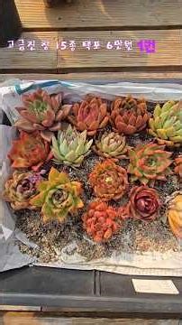 15 types of high-end window boxes for 60,000 won