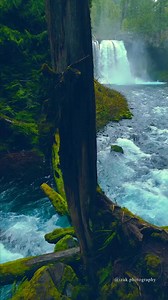 572K views · 43K reactions | Hidden in the peaceful green forests of...