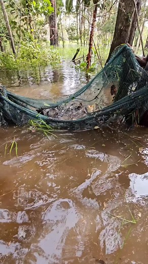 22K views · 476 reactions | Trap fish using net | Angger Papua | Facebook