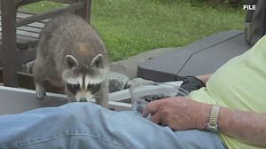 Study: Raccoons could be domesticated