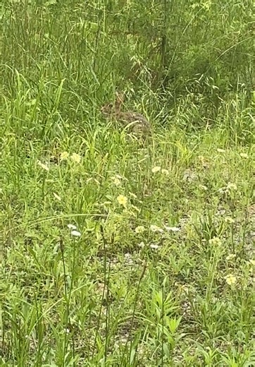 Beagles Bred for Hunting Rabbits: A Unique Insight