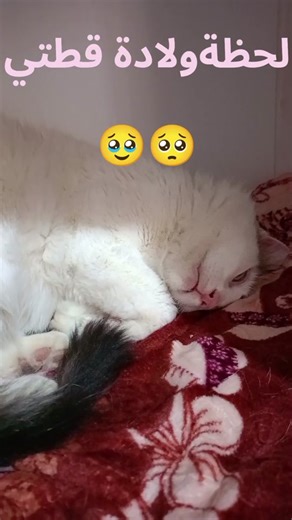 #ولادة_قطتي #لوسي #الراحمين_يرحمهم_الله #fyp #ياالله #رمضان #رمضان_كريم #الشعب_الصيني_ماله_حل😂😂 #اكسبلووووورررر #fypシ