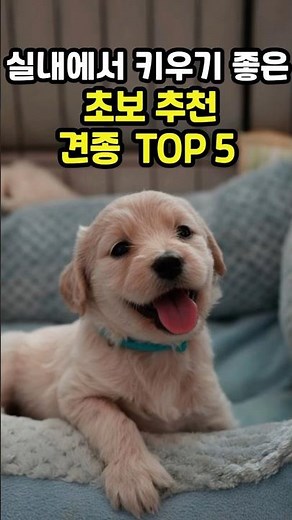 5 Best Dog Breeds for Apartment Living!