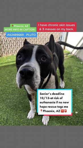 🚨NEEDS FOSTER AND NEW HOPE RESCUE BY 6PM 10/12 OR AT RISK OR EUTHANASIA ON 10/13 !!! 🚨🆘 #A3489669 - PLUTO BLACK/WHITE AM PIT BULL TER/MIX URGENT MEDICAL NHO (new hope only) Age: 10 years , Sex: Neutered male Weight 55.0 lbs West Shelter, Wing S - 303 Deadline Date: 10/13/22 MEMO 10/10/22 16:05 Dog has a chronic dermatological disorder and probable DJD. Is going to need an extensive work up to investigate all health problems. If no new hope rescue partner outlet by COB 6 pm on 10/12/22, then i