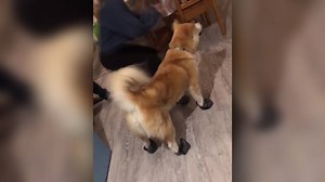 Does your dog hate wearing booties? We want to see their best weird walk! We'll be sharing them on Sunrise -- plus, we'll have tips on keeping your pet safe in the bitter cold (if/when they refuse to wear them) 😂 | KARE 11